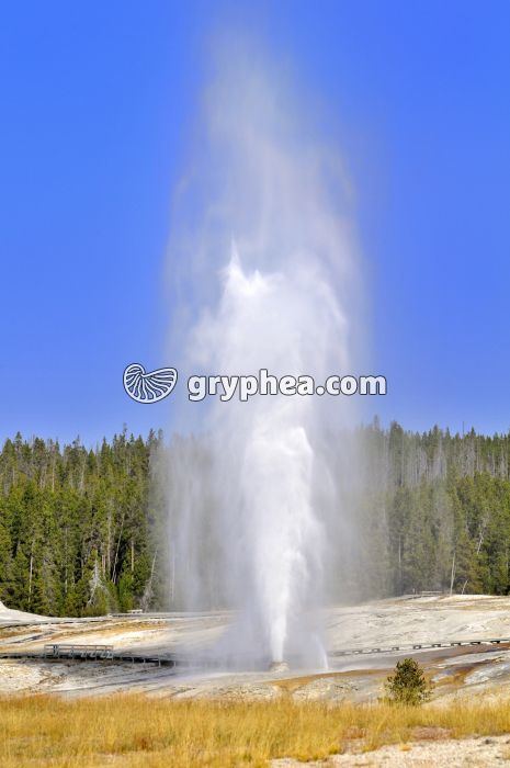 Geyser - Beehive Geyser (Yellowstone NP, Wyoming, USA) - gryphea.com